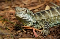 Agama vodni - Intellagama lesueurii howittii - Gippsland water dragon 6696